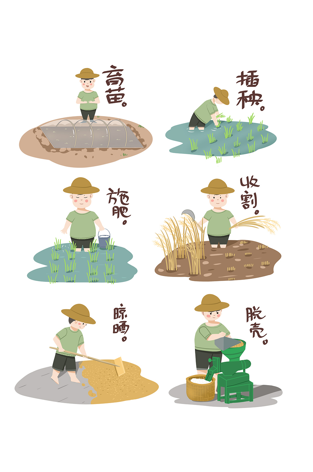 水稻成长的过程图片图图片