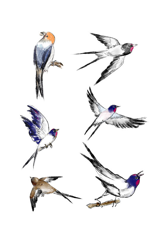 鸟类水墨画国画水彩春分燕子麻雀八哥动物