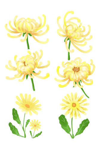 手绘菊花重阳节套图黄色花朵秋天