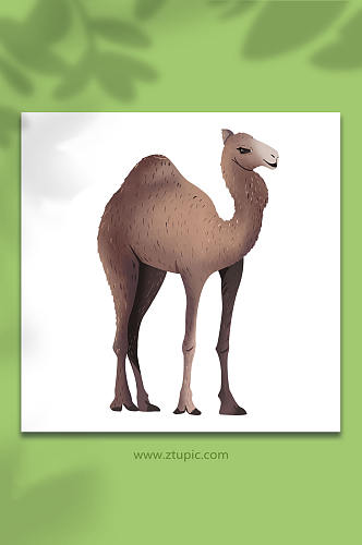 野骆驼国家保护动物元素插画