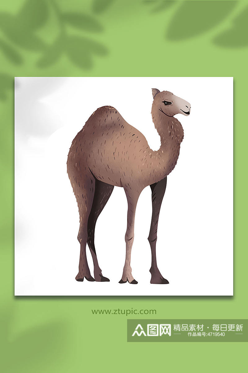野骆驼国家保护动物元素插画素材