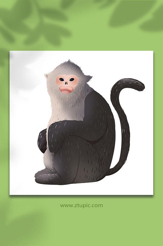 滇金丝猴国家保护动物元素插画