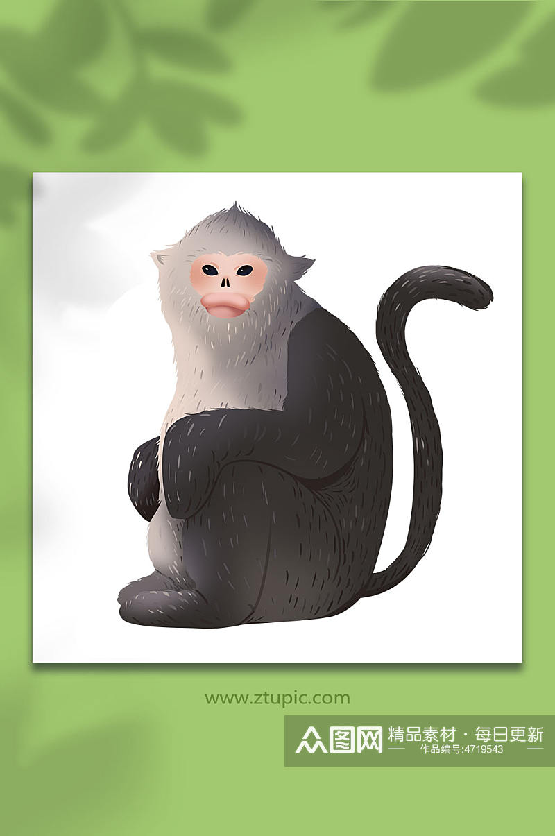 滇金丝猴国家保护动物元素插画素材