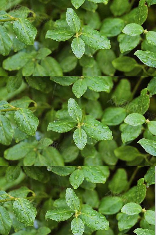 唯美丛林雨中植物 下雨 视频-众图网