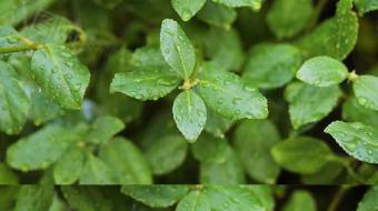 唯美丛林雨中植物 下雨 视频-众图网