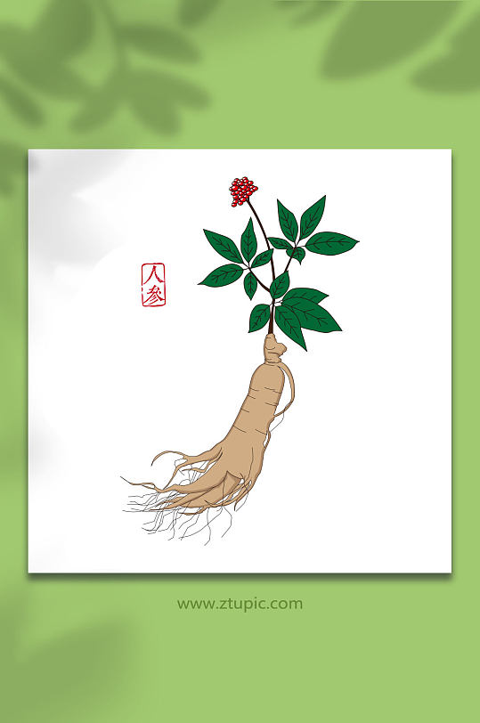人参中草药手绘插画矢量图