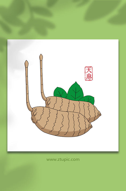 天麻中草药手绘插画矢量图