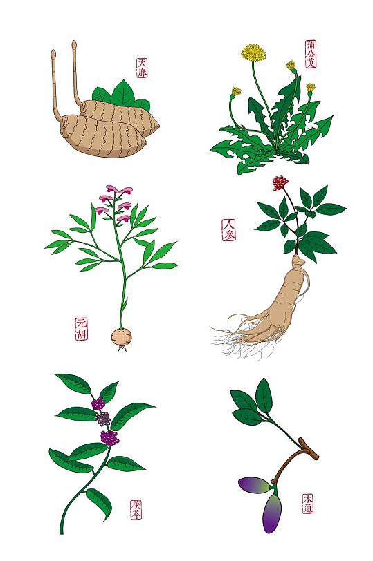 中草药手绘矢量图元素