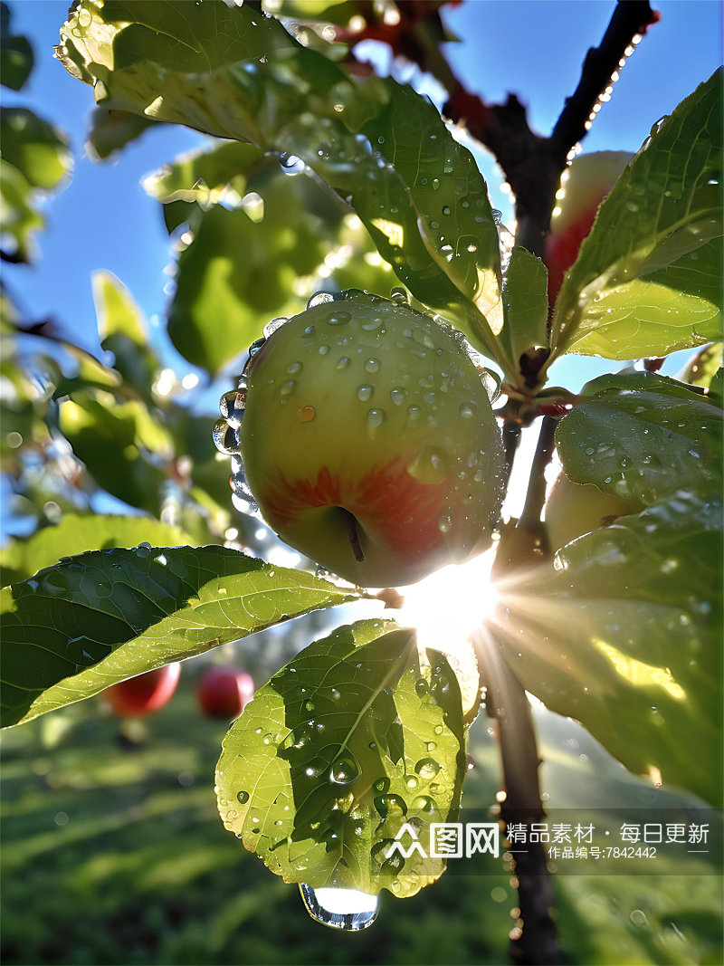 水果苹果高清图片素材素材