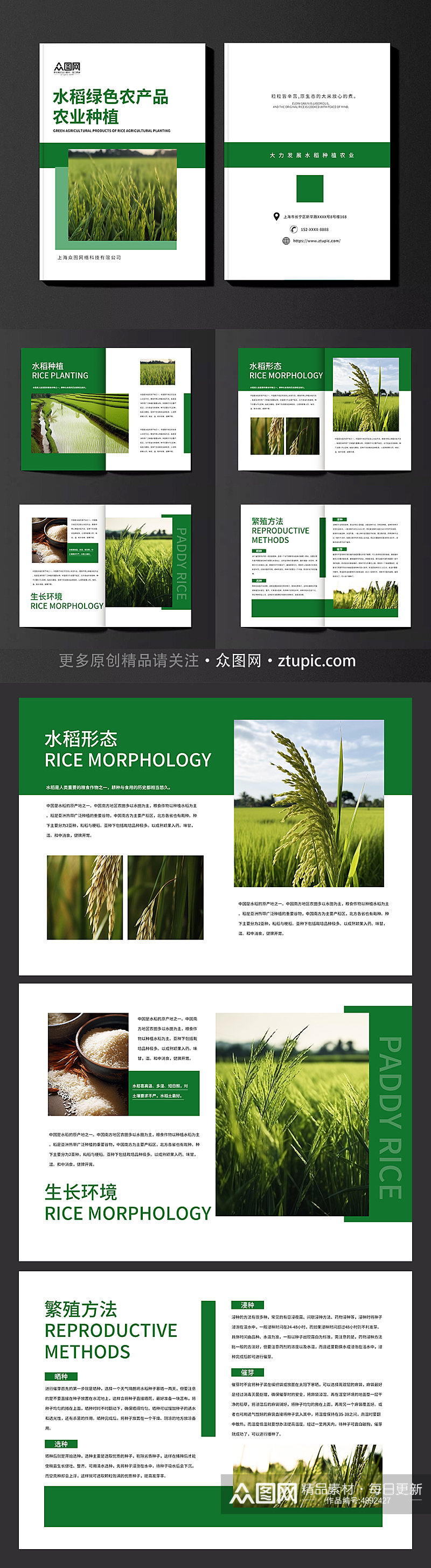 水稻绿色农产品农业种植画册素材
