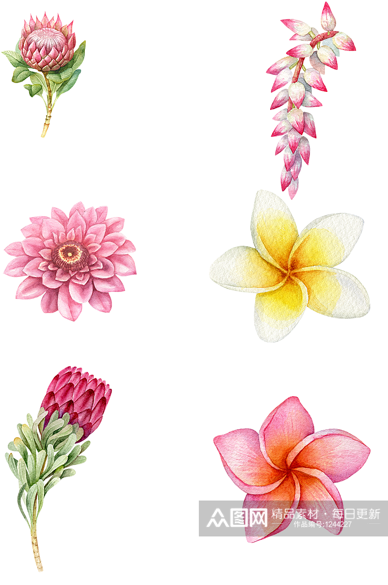 花卉素材粉色黄花精美礼品水彩素材