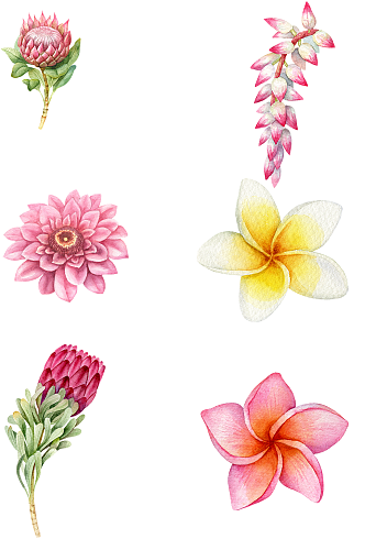 花卉素材粉色黄花精美礼品水彩