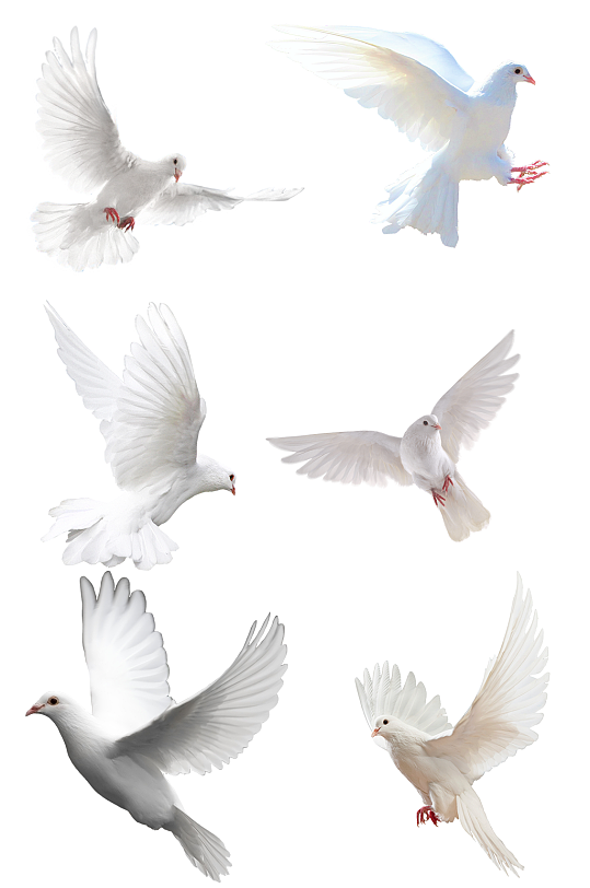 白鸽和平白鸽洁白纯洁