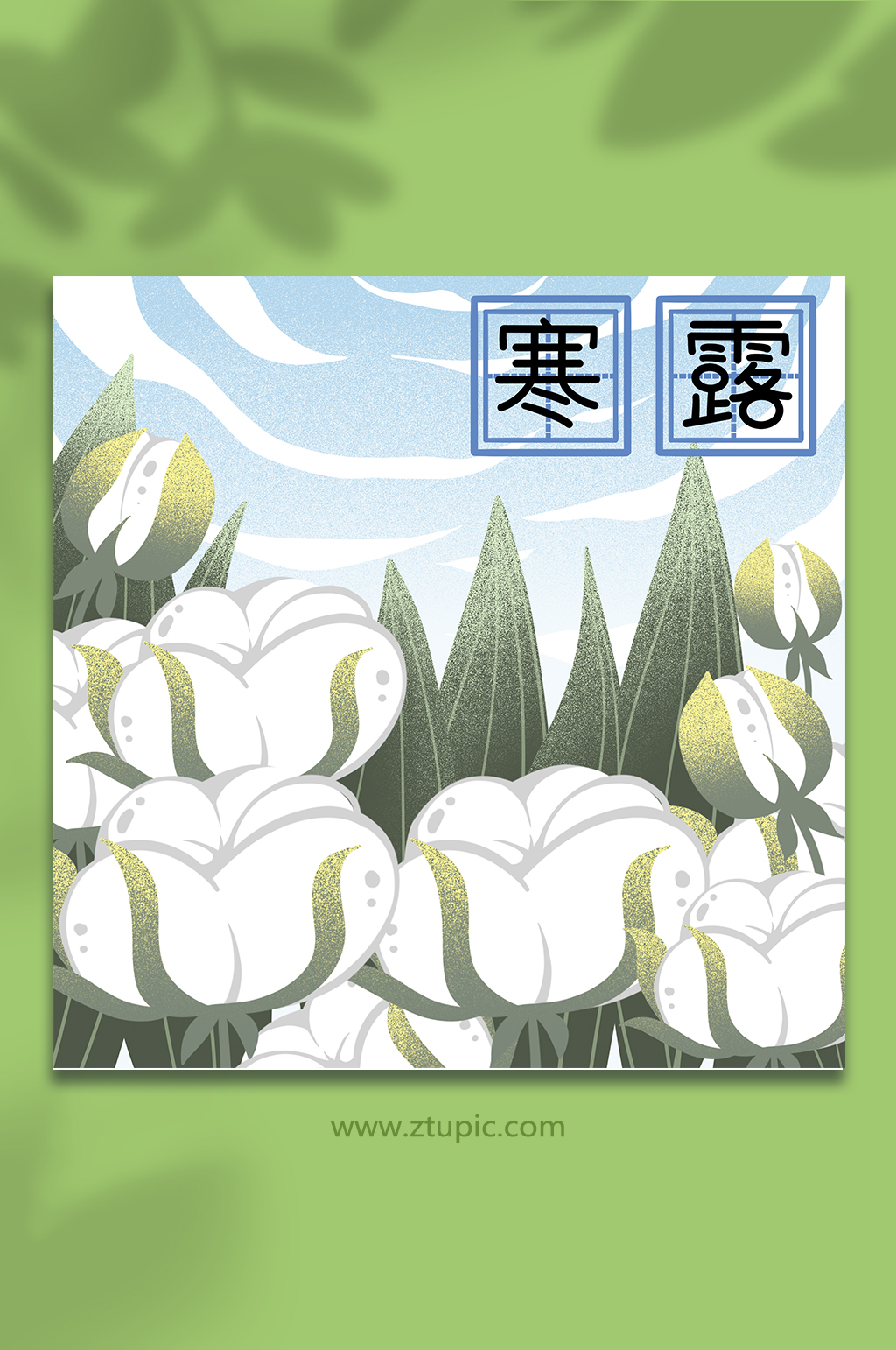 卡通棉花地二十四节气寒露插画背景素材