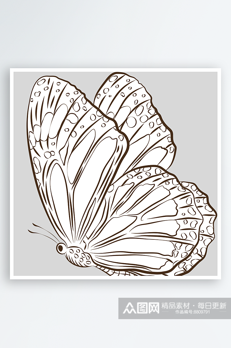 自然界手绘昆虫黑白线稿AI矢量插图素材