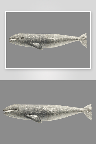 鱼类海洋生物八爪鱼鲸鱼PNG免扣素材