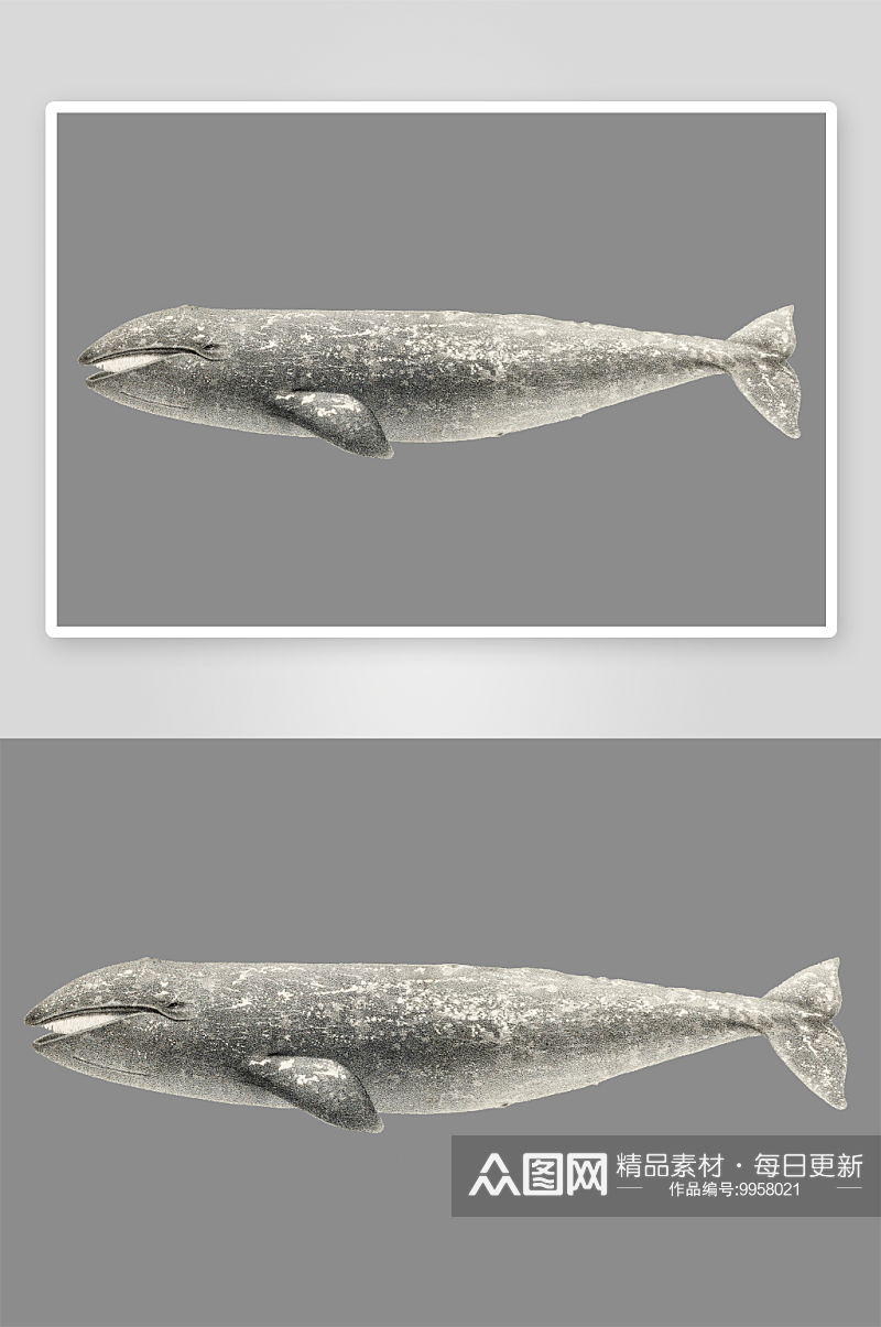 鱼类海洋生物八爪鱼鲸鱼PNG免扣素材素材