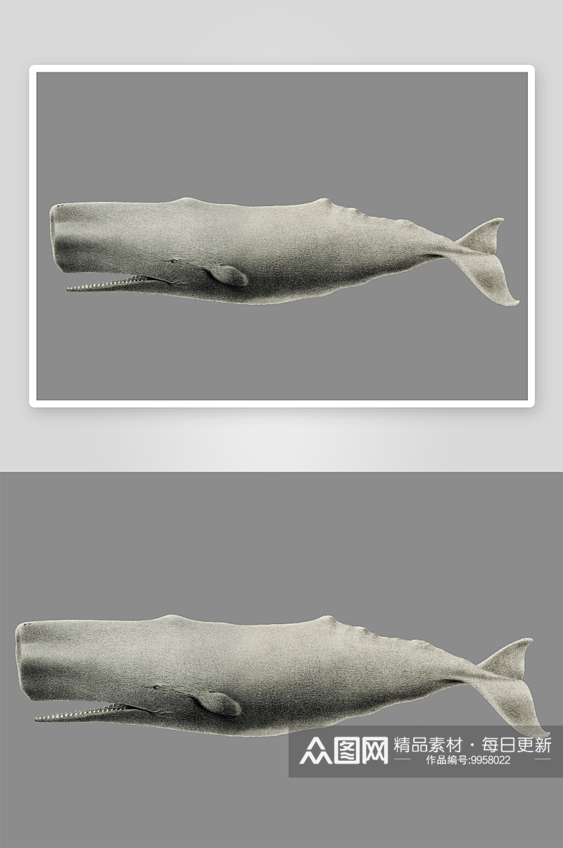 鱼类海洋生物八爪鱼鲸鱼PNG免扣素材素材