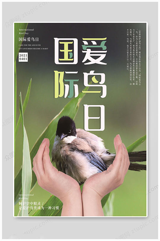 传统文化国际爱鸟日