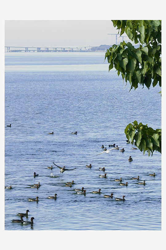 海边观鸟自然景观-众图网