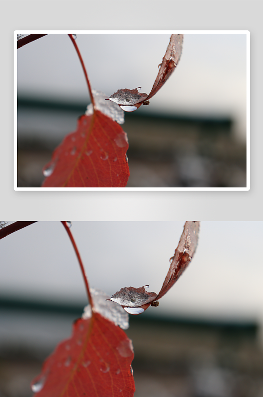 在乡村清晨初雪后-众图网