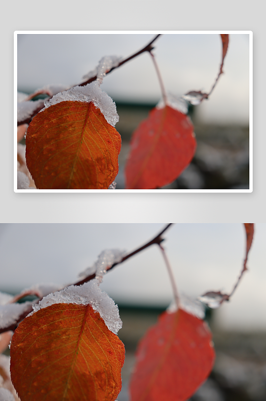 在乡村清晨初雪后-众图网