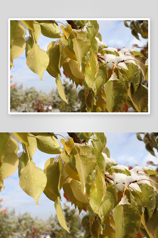 在乡村清晨初雪后-众图网
