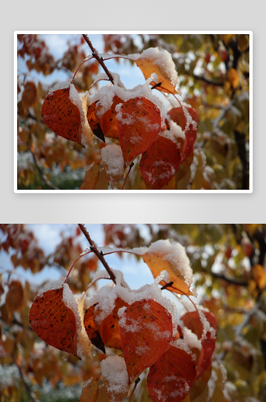 在乡村清晨初雪后-众图网