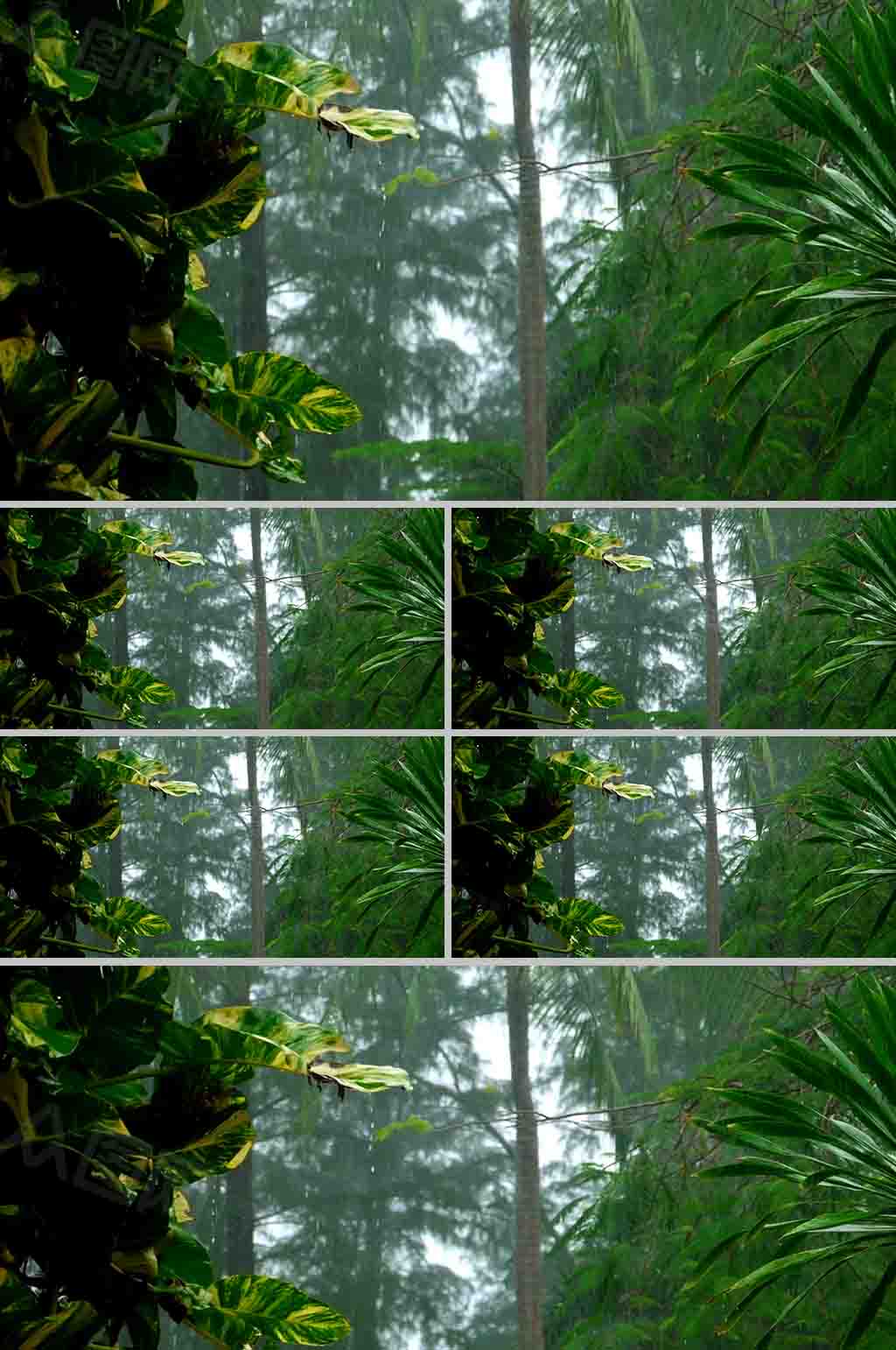 熱帶雨林視頻視頻素材