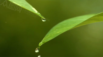 小树发芽生长成大树实拍素材-众图网