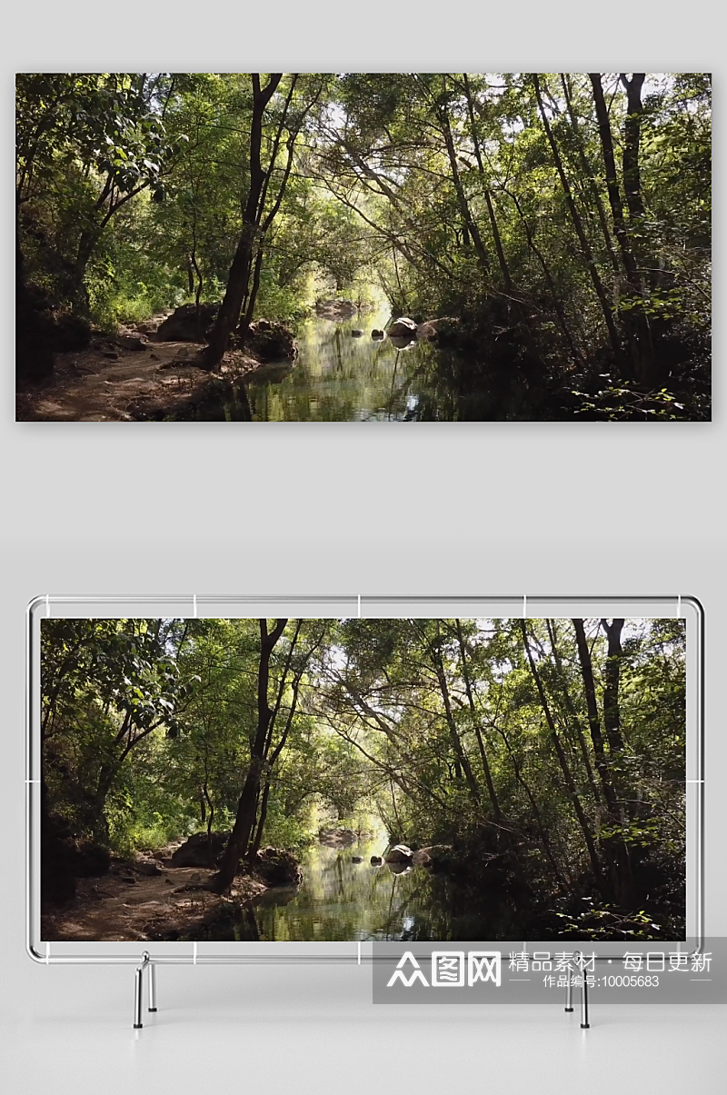 阳光下的森林溪流视频素材素材