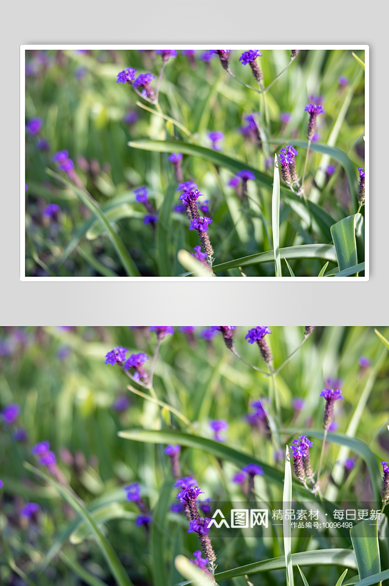 紫色花朵素材图片素材