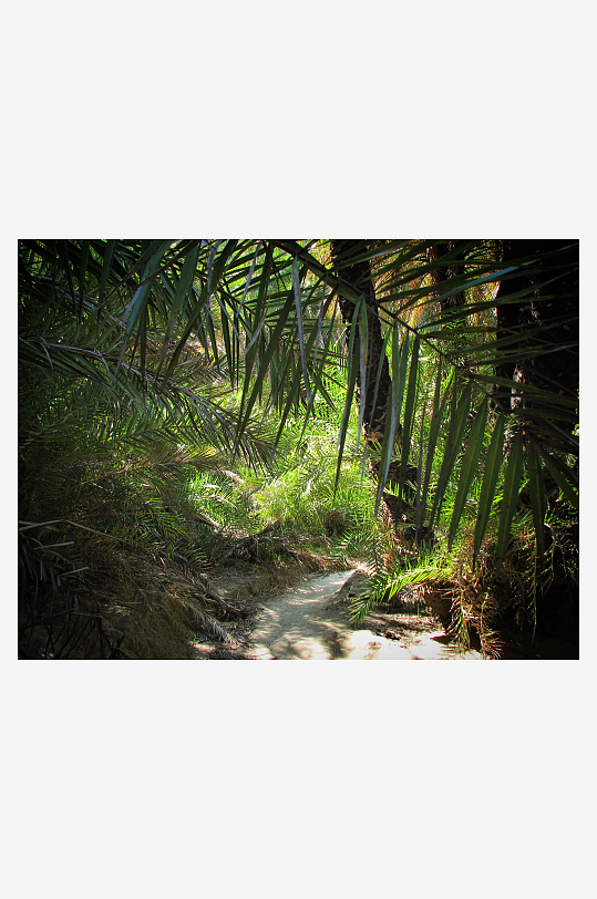 热带树林素材图片