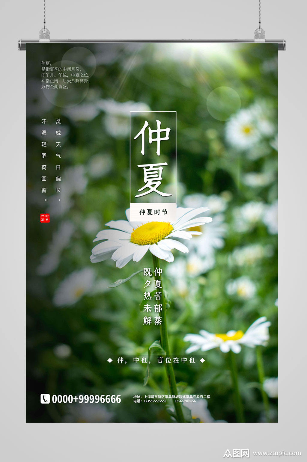 小雏菊仲夏节气海报