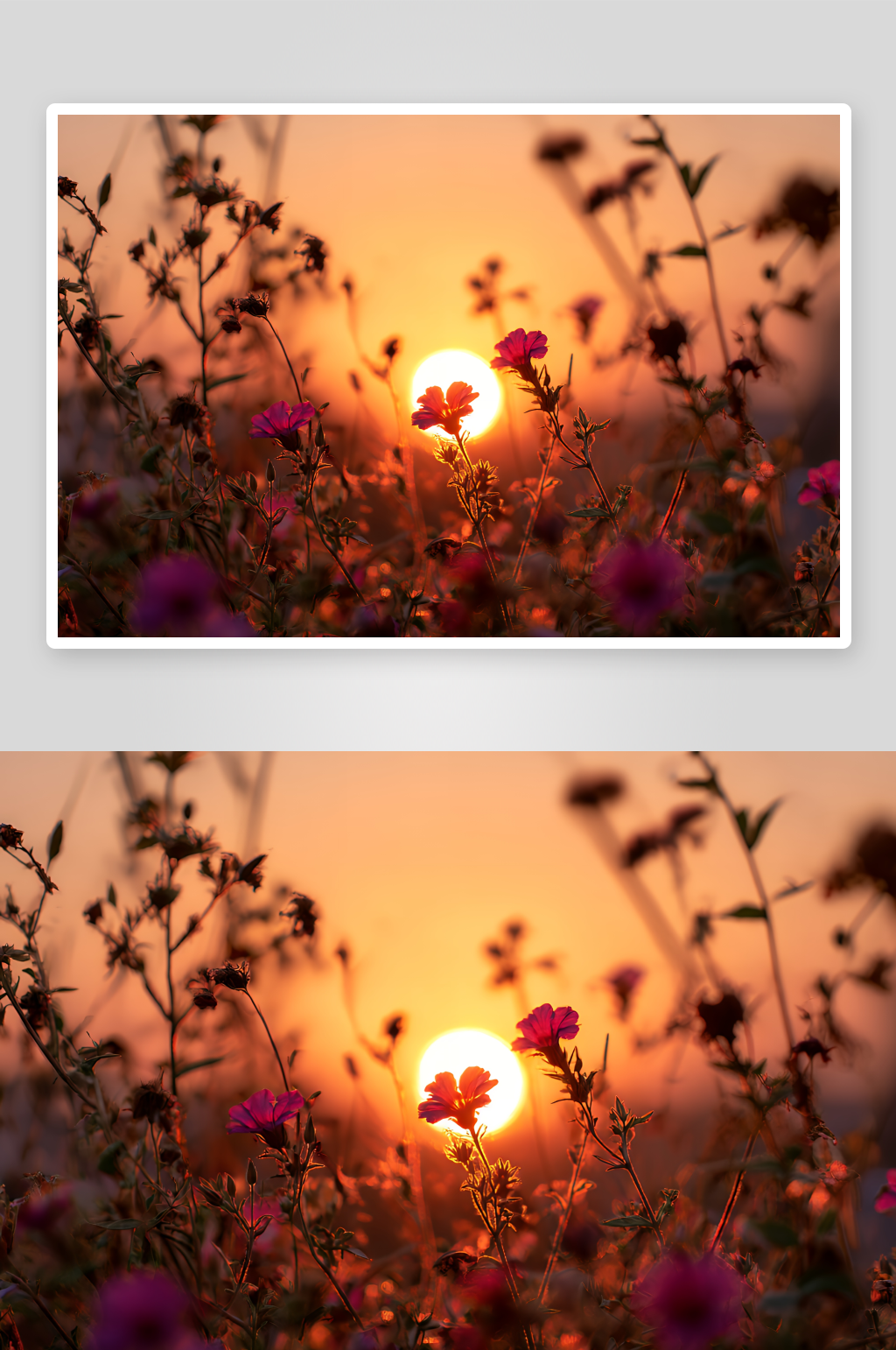 夕阳下的绚烂花海素材