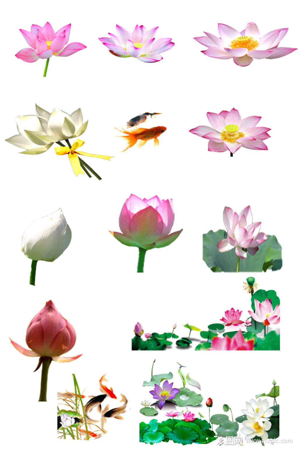 荷花单个免抠素材