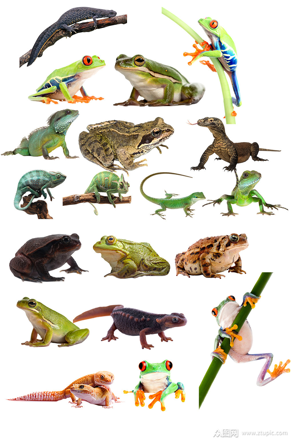 两栖动物野生免抠素材图片素材