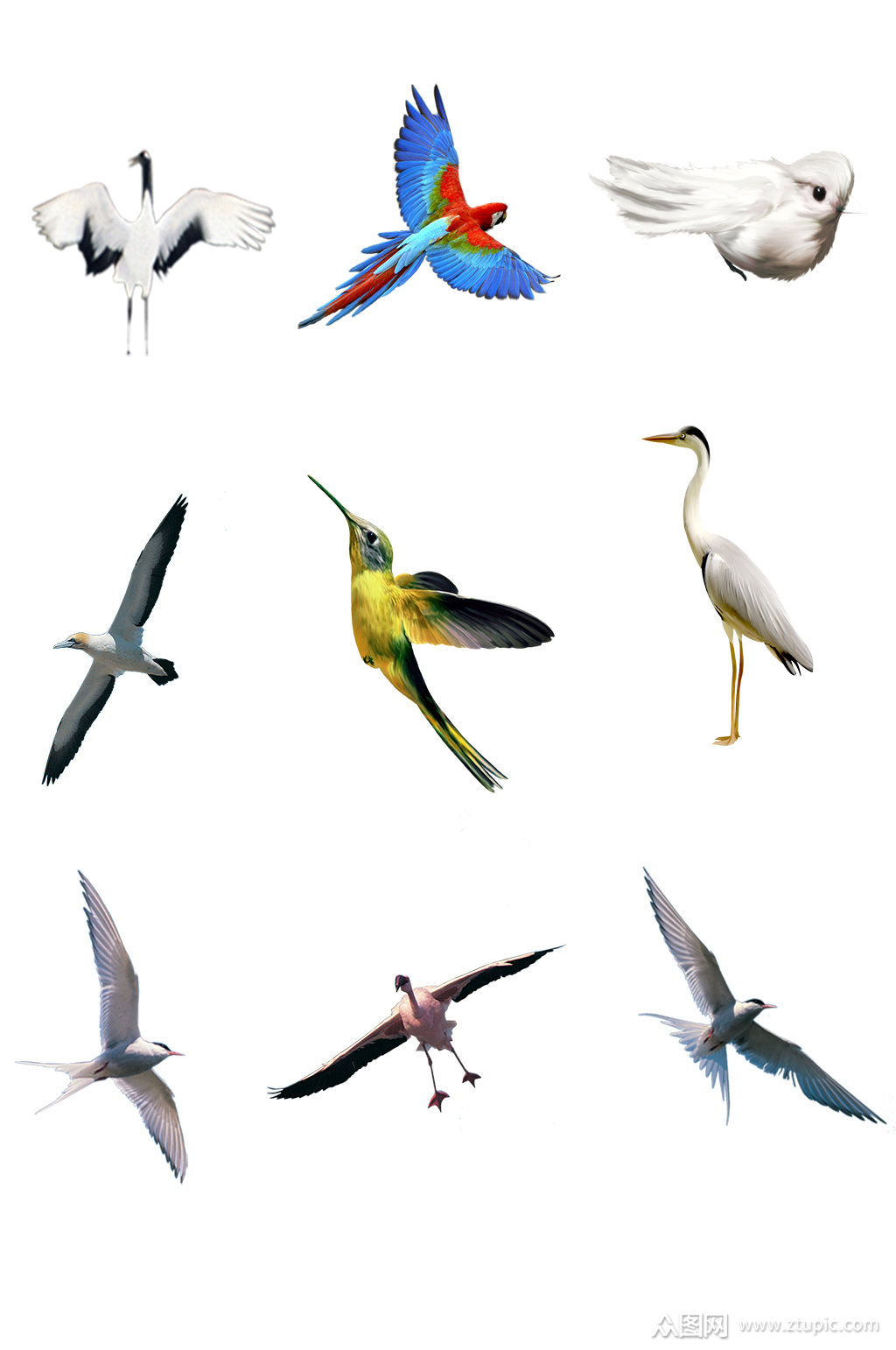 鸟类免抠素材大全