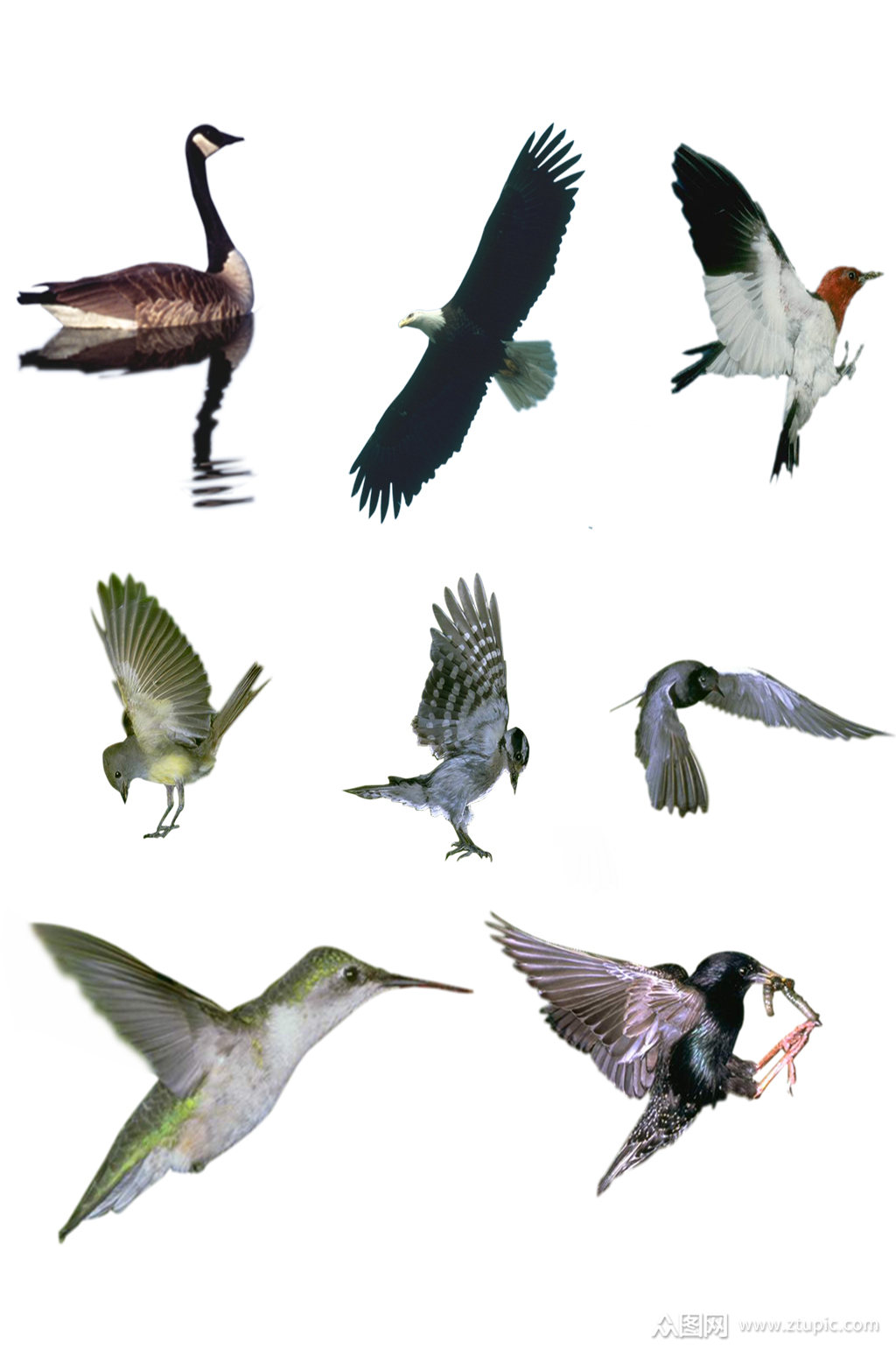 高清鸟类素材大全