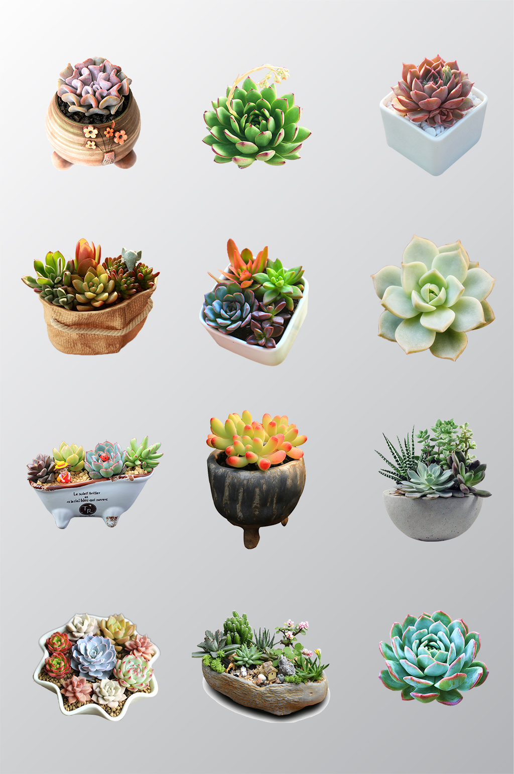 多肉植物盆栽素材