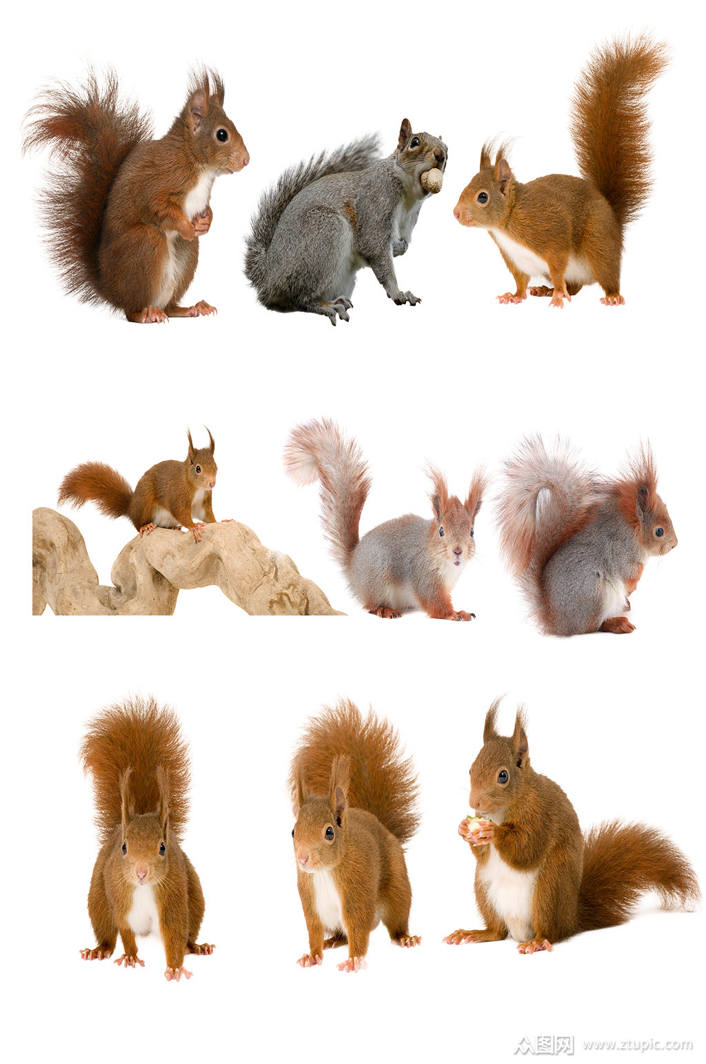 高清动物松鼠免抠素材