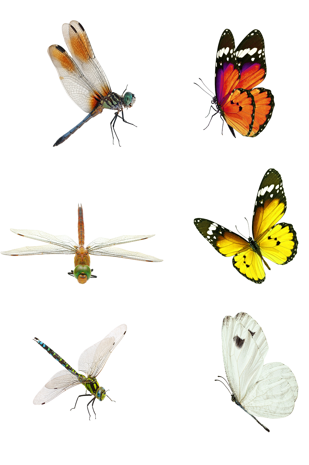 蜻蜓蝴蝶免抠元素素材