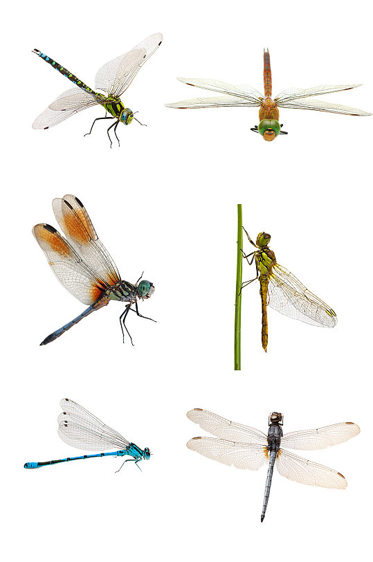 高清蜻蜓免抠素材-众图网