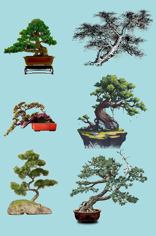 盆栽小松树盆景迎客松