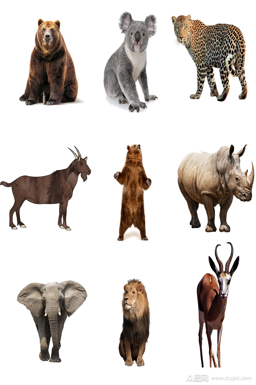 各种野生动物免抠素材