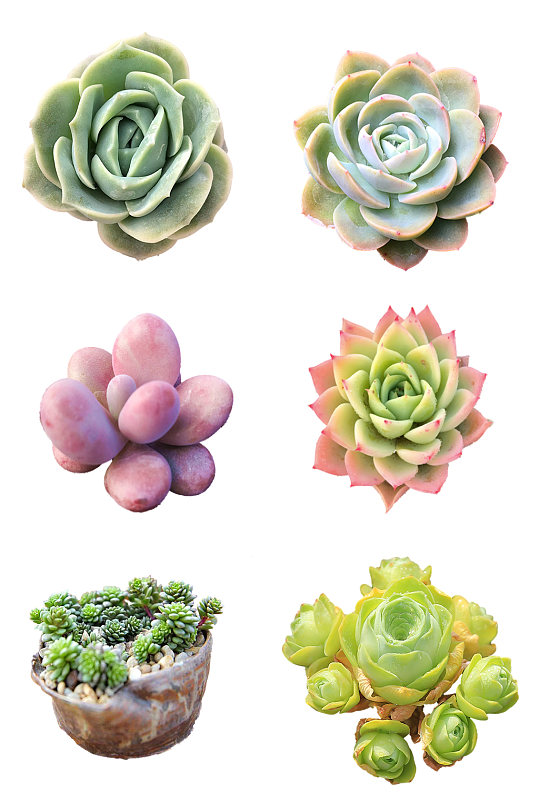 高清植物png图片-高清植物png素材下载-众图网