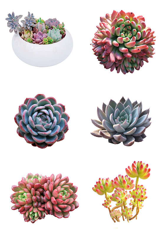 清新可爱多肉素材