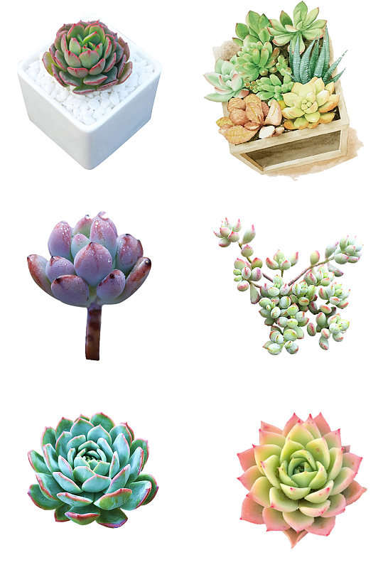 绿色多肉植物盆栽