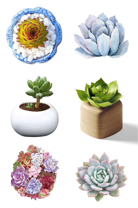 多肉植物免抠素材