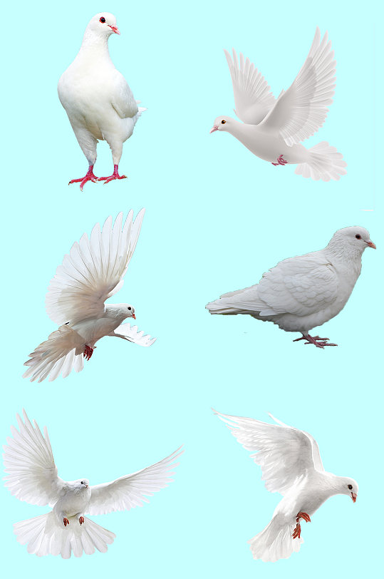白鸽图片免扣素材